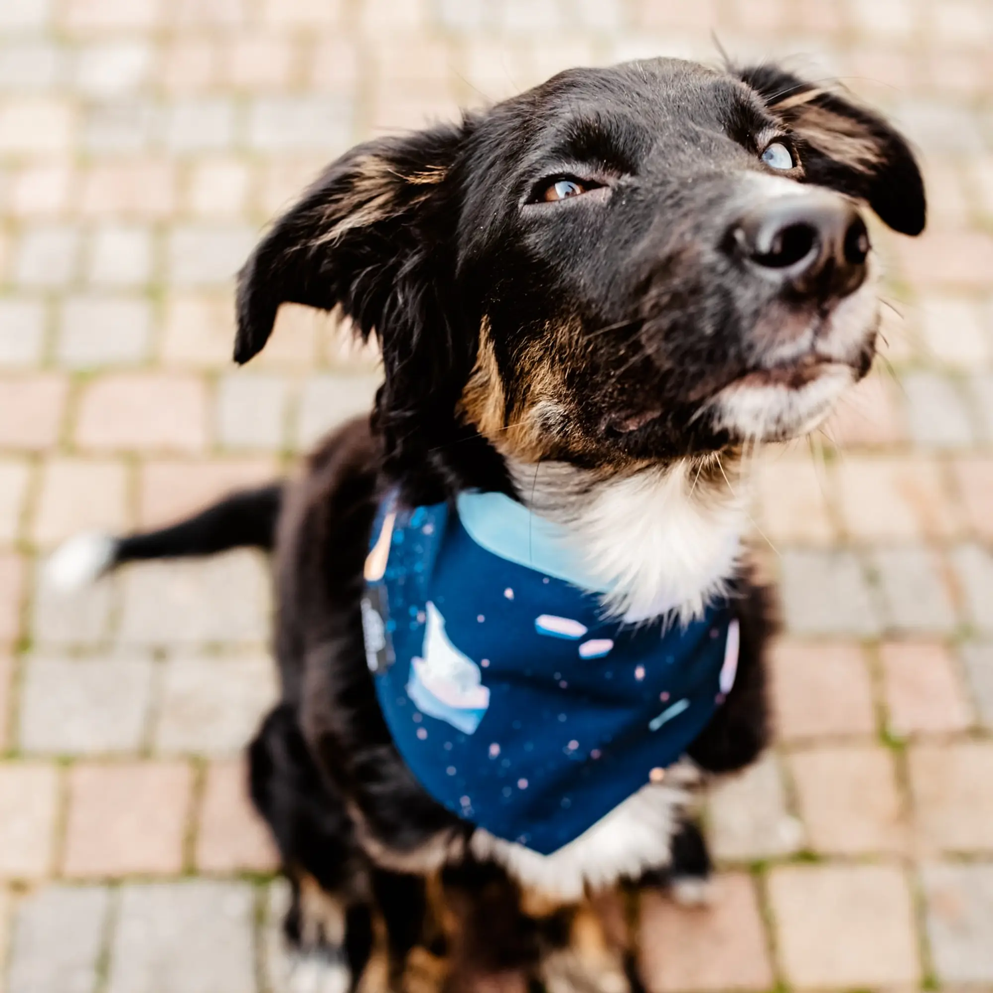 Bandana "Polar pattern" - Master
