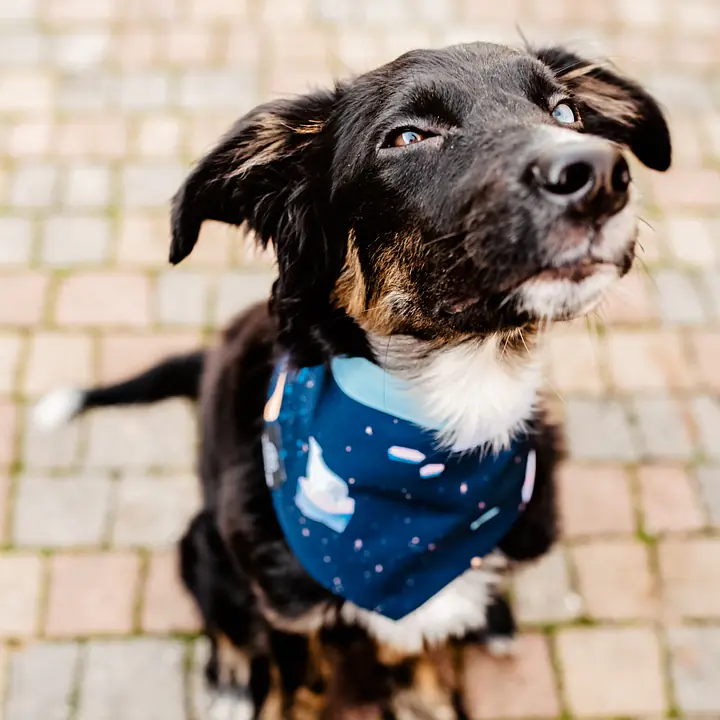 Bandana "Polar pattern" - Master