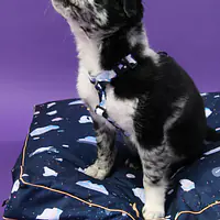 Cushion "Polar pattern" - Master