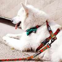 "Strawberry Fields Forever" dog or cat harness - Master