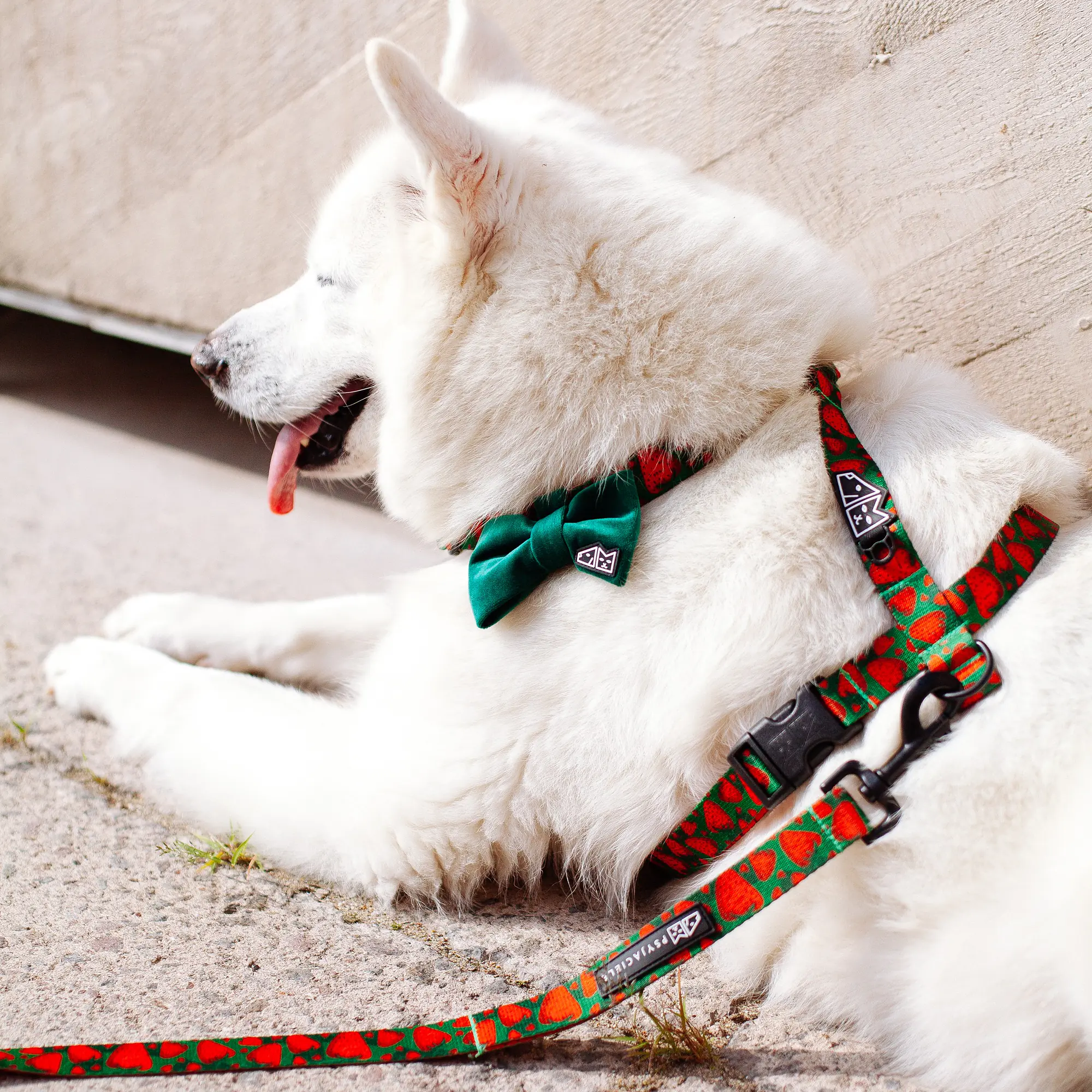 "Strawberry Fields Forever" dog or cat harness - Master