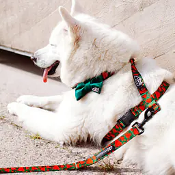 WYPRZEDAŻ Szelki dla psa lub kota typu guard "Większe niż poziomka na 9 liter" - Master