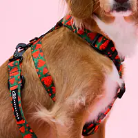 "Strawberry Fields Forever" dog or cat harness - Master