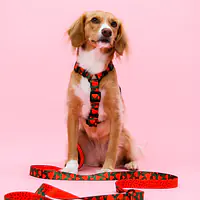 "Strawberry Fields Forever" dog or cat harness - Master