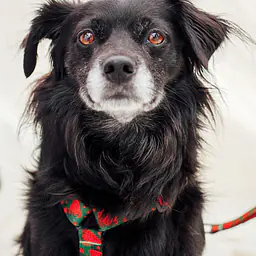 WYPRZEDAŻ Szelki dla psa lub kota typu guard "Większe niż poziomka na 9 liter" - Master