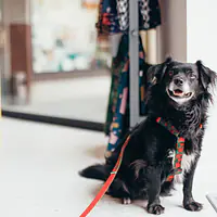 "Strawberry Fields Forever" dog or cat harness - Master