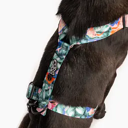 "Hen's wet dream" dog or cat harness - Master