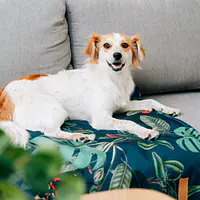 Mat "Dogollage" - Master