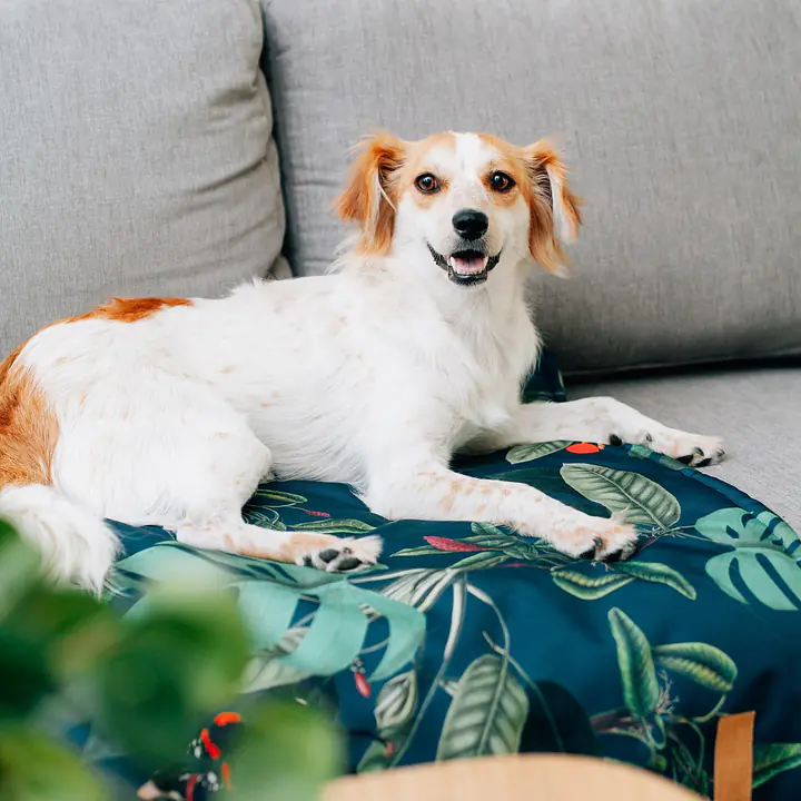 Mat "Dogollage" - Master