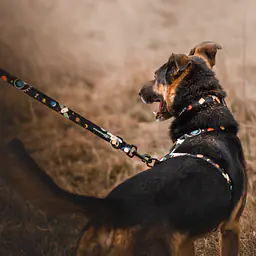 Dog or cat collar "I need space" - Master