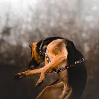 Szelki dla psa lub kota typu guard "I need space" - Master