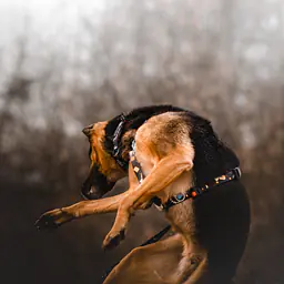 "I need space" dog or cat harness - Master