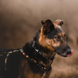 "I need space" dog or cat harness - Master