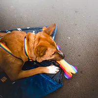 Zabawka kość "Miłość, równość, gryzaki" - Master