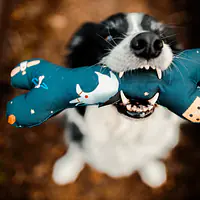 Zabawka kość "Eye of the tiger" - Master