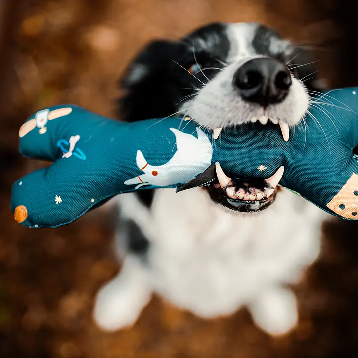 Zabawka kość "Eye of the tiger" - Master