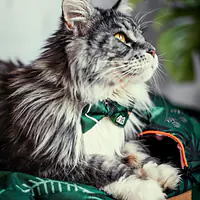 WYPRZEDAZ Muszka "Welcome to the jungle" - Master