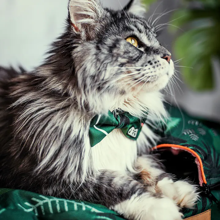 WYPRZEDAZ Muszka "Welcome to the jungle" - Master