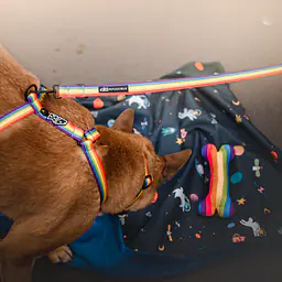 "Love, Equality, Teethers" dog or cat harness - Master