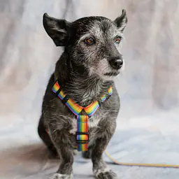 "Love, Equality, Teethers" dog or cat harness - Master