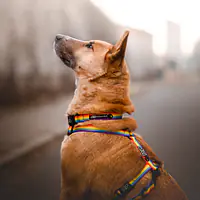 Obroża dla psa lub kota "Miłość, równość, gryzaki" - Master