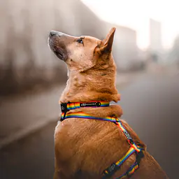 Dog or cat collar "Love, Equality, Teethers" - Master