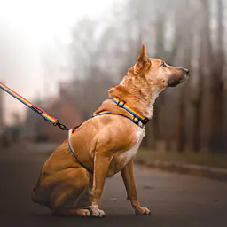 Dog or cat collar "Love, Equality, Teethers" - Master