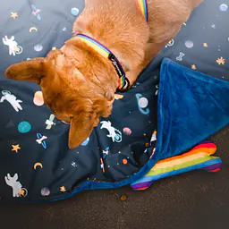 Dog or cat collar "Love, Equality, Teethers" - Master