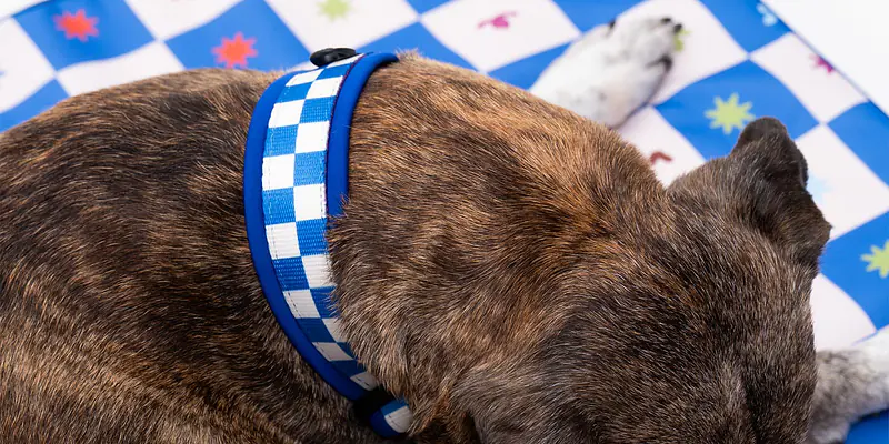 Jaką obrożę dla psa wybrać - jaka jest najlepsza obroża?