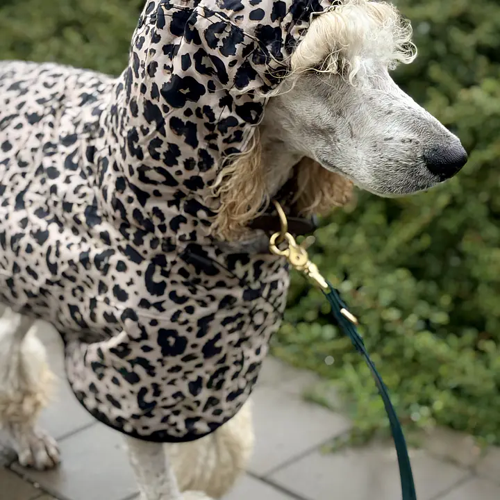 Dog raincoat - Master