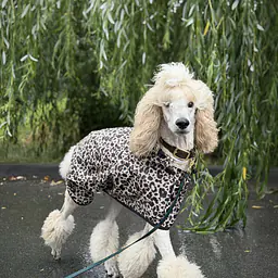 Dog raincoat - Master