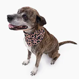 Bandana chłodząca dla psa - Master