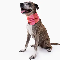 Bandana chłodząca dla psa - Master
