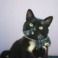 Bow tie "I need space"  - Master