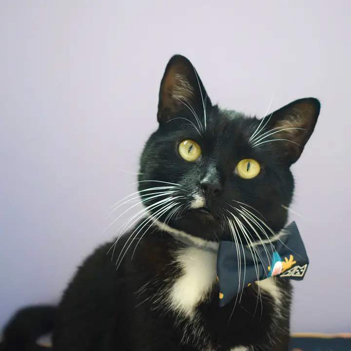 Bow tie "I need space"  - Master