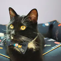 Bow tie "I need space"  - Master