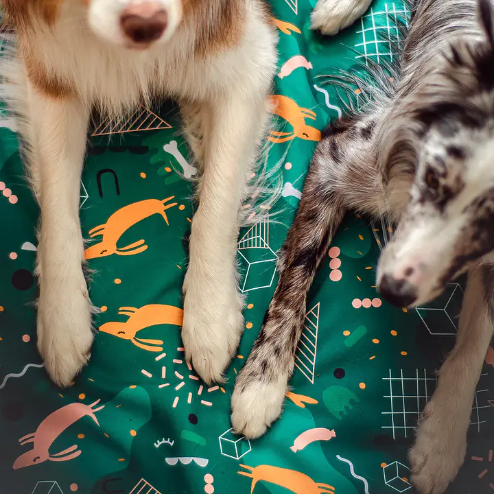 Mata "Psy na jawie" - Master