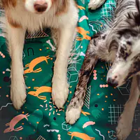 Mata "Psy na jawie" - Master