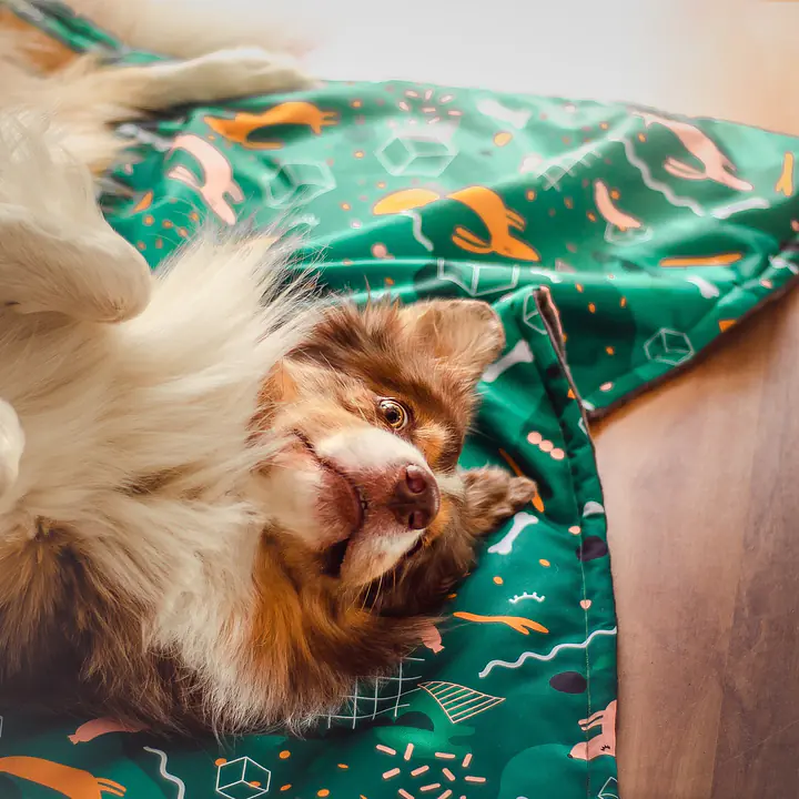 Mata "Psy na jawie" - Master