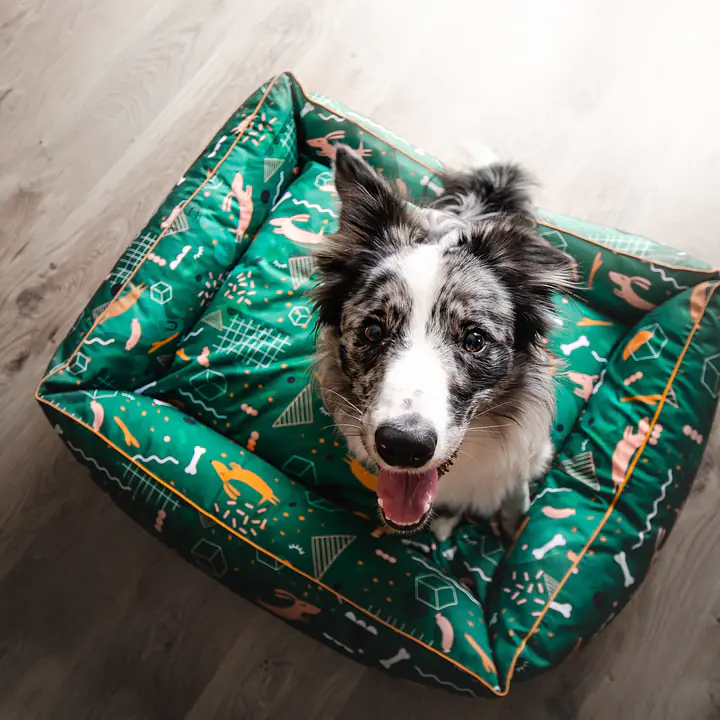 Couch ''Sleepy dogs'' - Master