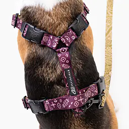 Szelki guard Stay on "Bandana no drama" BAKŁAŻAN - Master