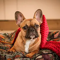 Round cushion with hood "Catollage" - Master