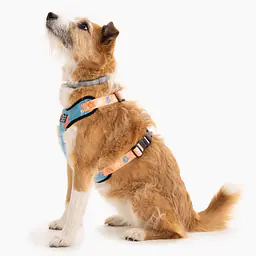 Dog or cat pressure free harness "Oopsy Daisy" - Master