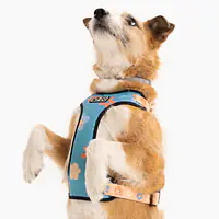 Szelki bezuciskowe dla psa lub kota "Oopsy Daisy" - Master