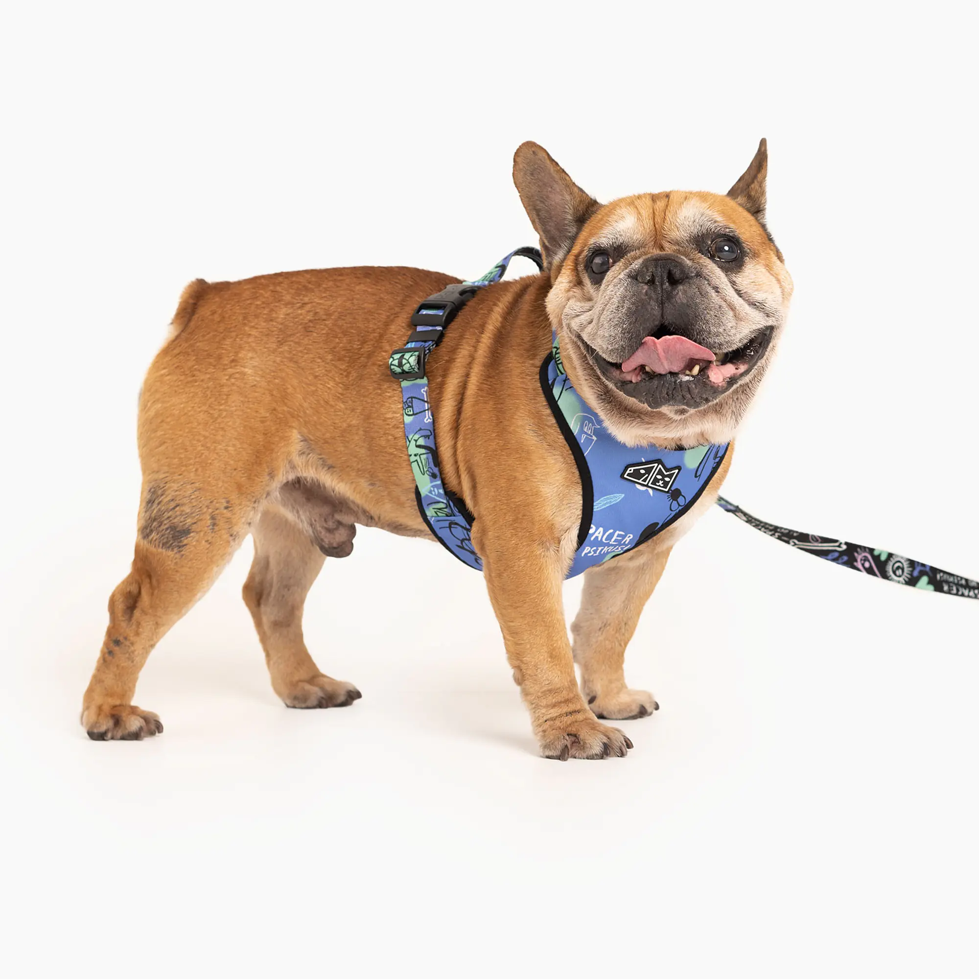 Szelki guard bezuciskowe w rozmiarze dla buldożka   - Master