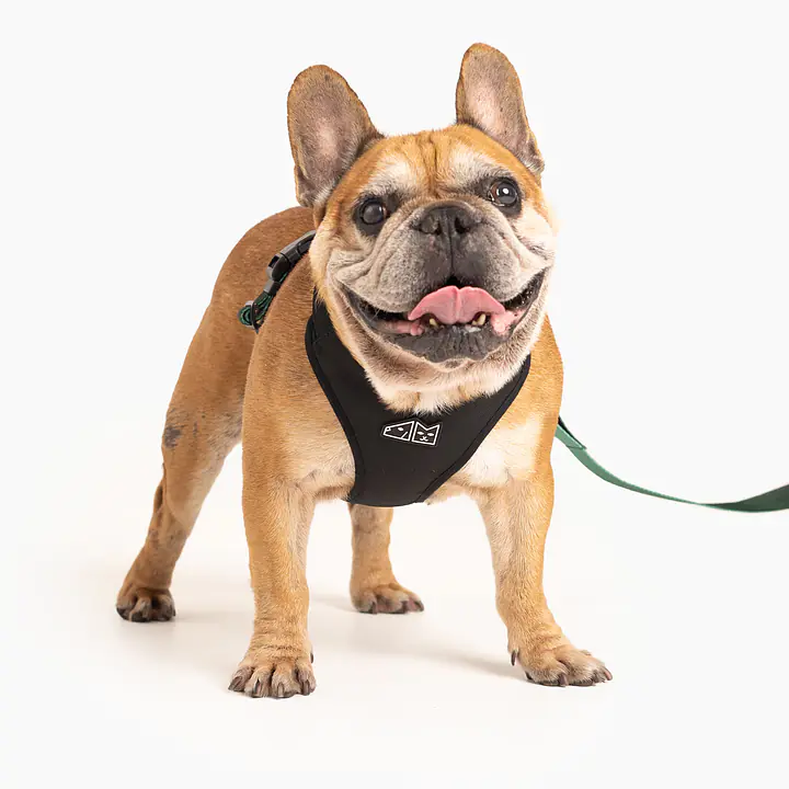 Szelki guard bezuciskowe w rozmiarze dla buldożka   - Master