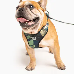 Pressures-free guard harness in size for bulldogs   - Master