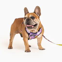 Pressures-free guard harness in size for bulldogs   - Master