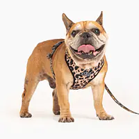 Szelki guard bezuciskowe w rozmiarze dla buldożka   - Master