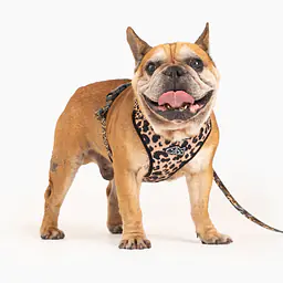 Pressures-free guard harness in size for bulldogs   - Master